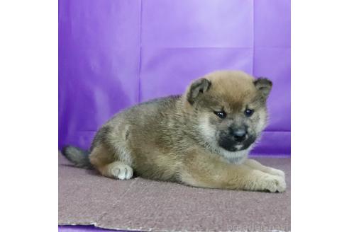 成約済の愛知県の柴犬-369665の2枚目